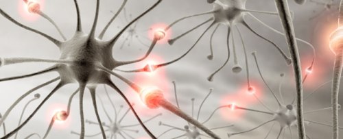 neurons_cropped